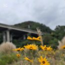 기장군농업기술센터 | 폐광의 땅에서 피어난 황금빛 기적! 기장 광산마을, 좁은잎 해바라기 &amp; 핑크 뮬리 정원