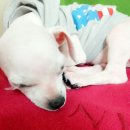 몽블리 펫샵 이미지