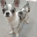 딱지애견샵 이미지