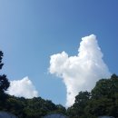 복실강아지 이미지