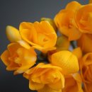 프리지아A 이미지