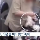 멍멍미용실 이미지