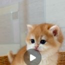 골든키티캐터리 이미지