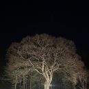 대전 가볼 만한 곳 🌸 우암사적공원 밤 데이트 추천+고양이 후기