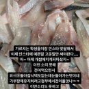 싱싱오징어 네이버블로그