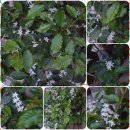 커피나무 이미지