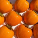 다름 과일 이미지