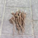 전호농장 이미지