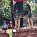 New Jindo imports in Europe. 이미지