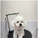 대구애견미용 강아지호텔 모여라솜뭉치 이미지