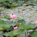 양산호수공원 이미지