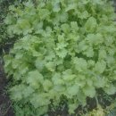 비젼농장 이미지