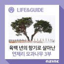 낙건정 | 육백 년의 향기로 살아난 연제리 모과나무 3부