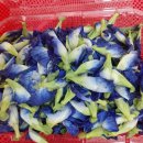 농업기술센터 꽃차 수업/버터플라이피꽃차(Butterfly Pea Flower) 이미지