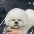 탑애견 이미지