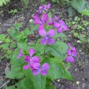 자주고름 이미지