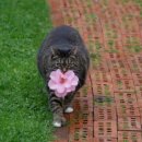 멋진 고양이 이미지