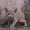 행복한동물병원 | 서구고양이분양 어디서 해야 후회 없을까? 꼼꼼하게 따져보세요!