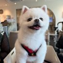 밥스타 | 🐶수원 스타필드 애견동반식당 &#39;달마시안&#39; 후기! 강아지랑 같이 밥 먹을 수 있는 곳💕