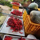 마지막 고추건조기 투입햇어유~~^^ 이미지