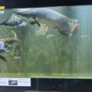 우리들의 예술정원: 아크릴화 | 예술정원 1999 포천 고대어 수족관 방문 솔직후기