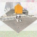 허스키 사랑 | 옥천 애견분양 내 로망 허스키를 만난 운명적인 순간