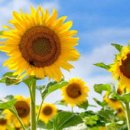 해바라기 이미지