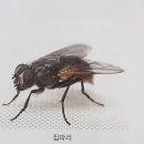 파리 이미지
