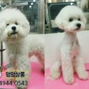 멍멍애견미용 이미지