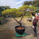 소림농장 이미지