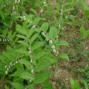 보성꽃식물원 이미지