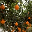 배씨농장 이미지