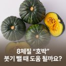 (8체질) 호박이 붓기뺄 때 도움이 될까요? 호박의 효능과 주의사항 (토체질/금체질/목체질/수체질)