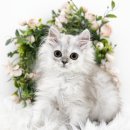 천안 고양이분양 도로시펫 이미지