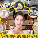 아담스펫 강아지분양 고양이분양 강남점 이미지