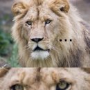 동물의 왕국 이미지