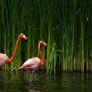 플라밍고 이미지