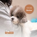 조아독 애견호텔 | 강남 애견호텔 "독핏" 실제 보호자님 후기 모아봤어요