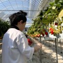 걸미로 | [안성 아이랑] 딸기 체험, 딸기따는날&amp;파머스테이블 방문 후기