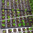 이쁜농장 이미지