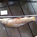 봉림낚시터 이미지