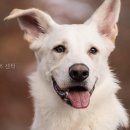 힐더독케어센터