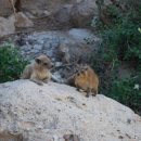 엔게디(Ein Gedi) 이미지