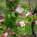 사과꽃필무렵 이미지