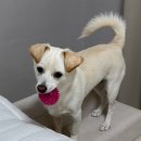 1911 | 포인핸드 입양후기[❤️입양후기❤️] 1911.시루🐶