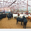 대형목장 이미지