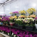 예삐농원 이미지