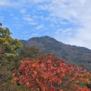 계룡산둘레길 신원사지구 가을 🍂 단풍 이미지