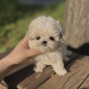 멍멍이천국 이미지