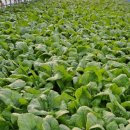 여수농장 이미지